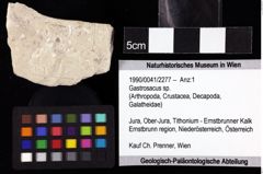 Foto (Objket + Etiketten) von Gastrosacus sp. 